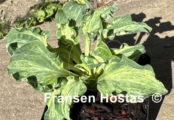 Hosta Hanjas Crazy Mouse